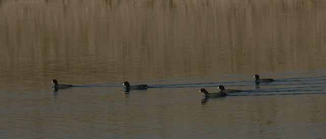 coots on Lake Pleasant
